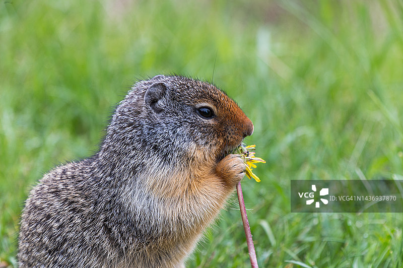 松鼠吃黄色花朵的特写照片图片素材