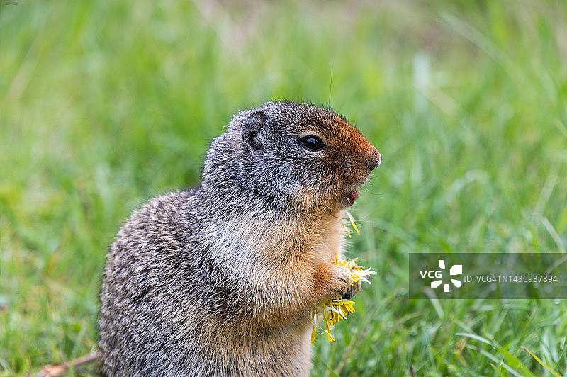 松鼠啃食黄色花朵的特写镜头图片素材