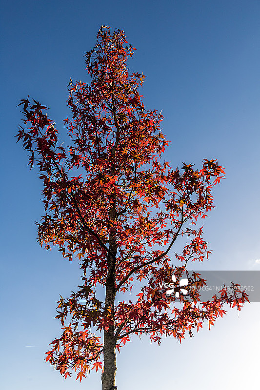 秋天的日本枫树图片素材
