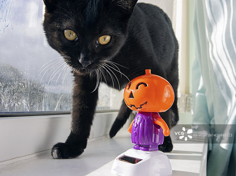 窗台上的太阳能“南瓜灯”玩具和黑猫图片素材