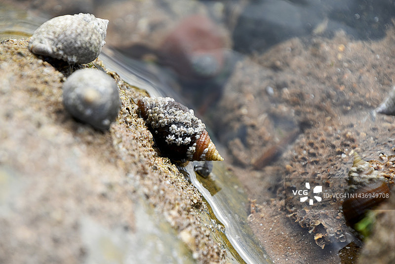 岩石上的软体动物图片素材