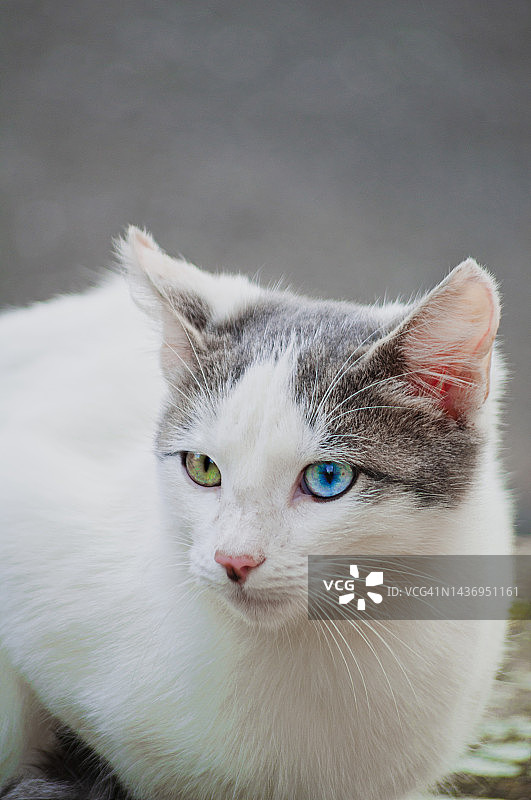 异色瞳白色小猫微笑侧脸特写图片素材