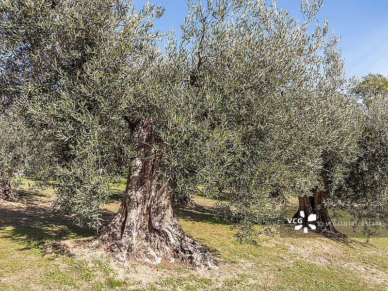 果园里的老橄榄树图片素材