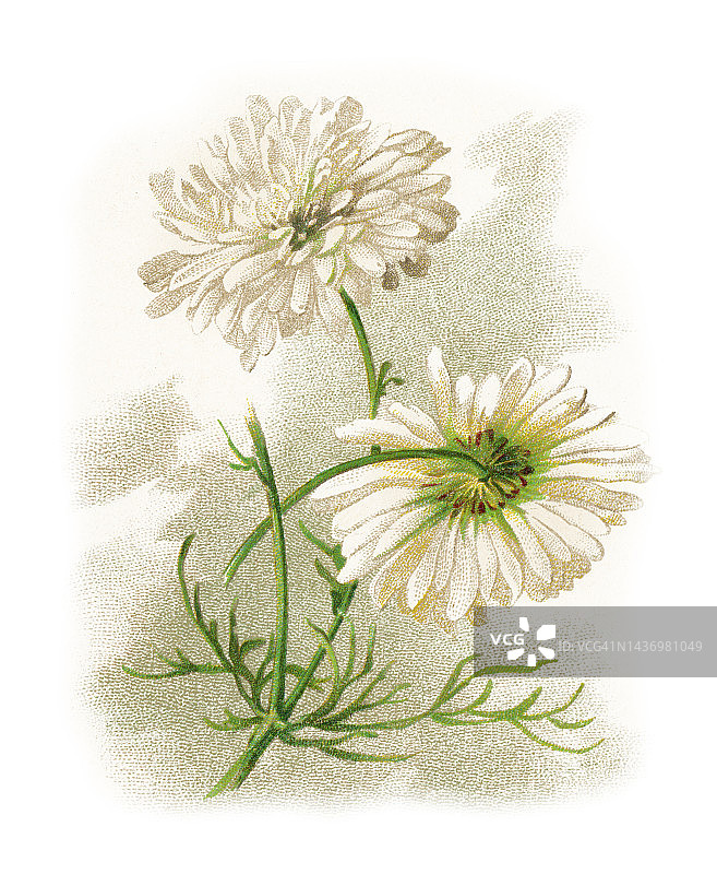 植物学旧彩色石印插图：无味母菊图片素材