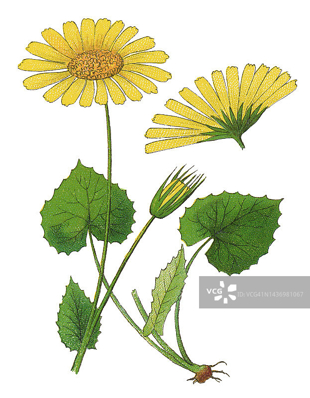 植物学旧彩色石印插图：无味母菊图片素材