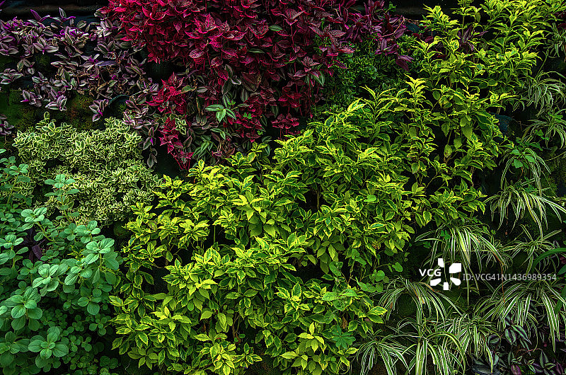 植物墙／垂直花园，包含各种植物图片素材