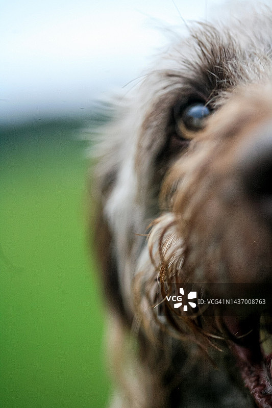 蓬乱的狗靠近相机向上看图片素材
