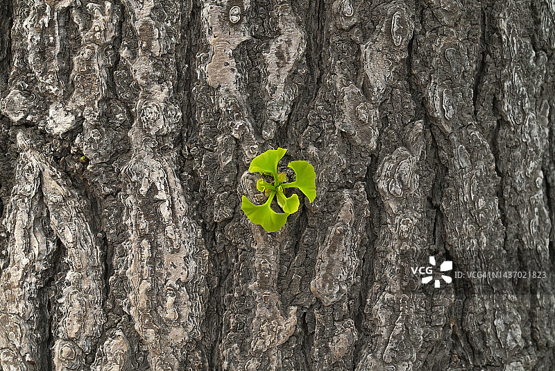 生命的奇迹图片素材