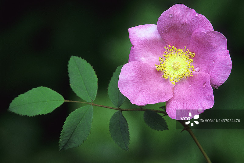 野蔷薇图片素材