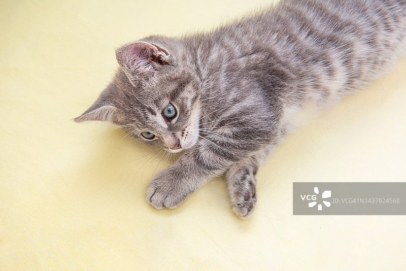 可爱的小猫图片素材