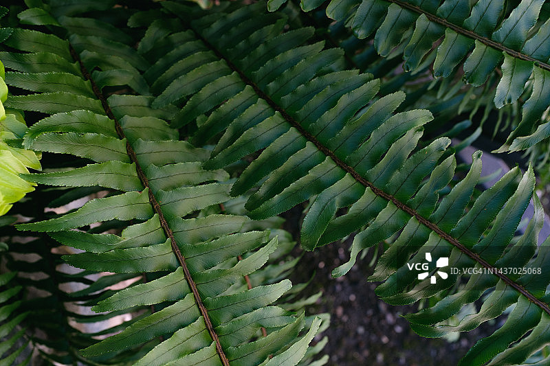 花盆中的绿色常绿植物、肾蕨矗立在窗台、阳台和户外，自然背景，一栋拥有大量室内植物的建筑物或房屋，房屋区域、院子的景观美化，城市街道，非城市舞台图片素材