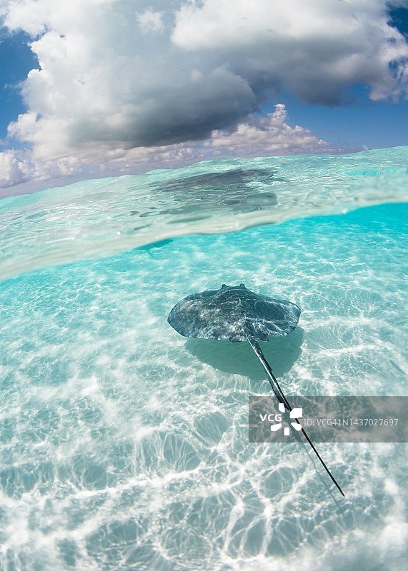 大开曼岛黄貂鱼城的南大西洋黄貂鱼俯视拍摄图片素材