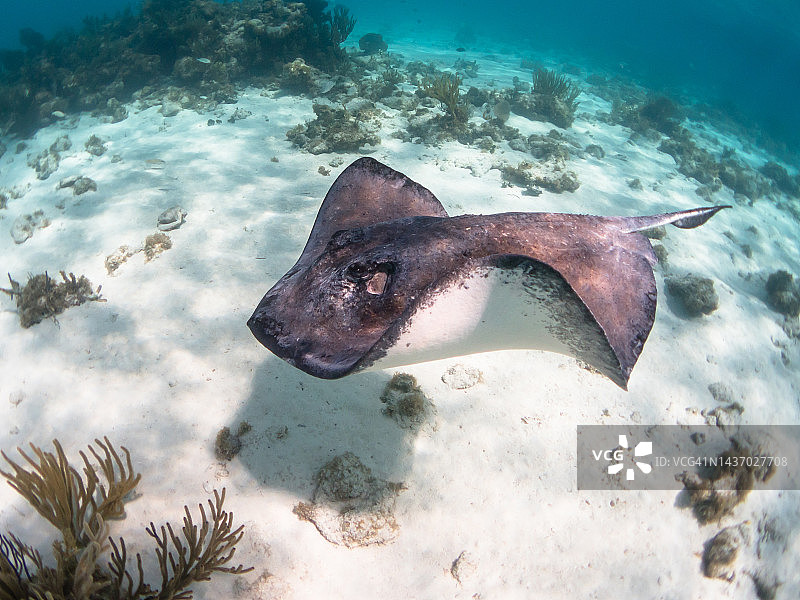 大开曼岛黄貂鱼城的南大西洋黄貂鱼图片素材