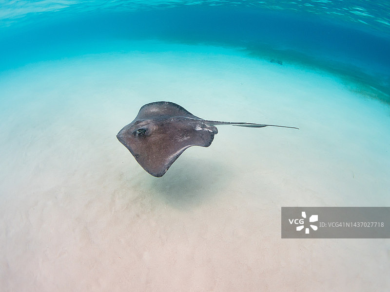 大开曼岛黄貂鱼城的孤立大西洋南方黄貂鱼图片素材