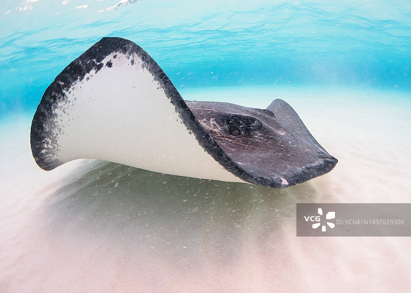 大开曼岛黄貂鱼城的美洲下弦魟鱼特写图片素材