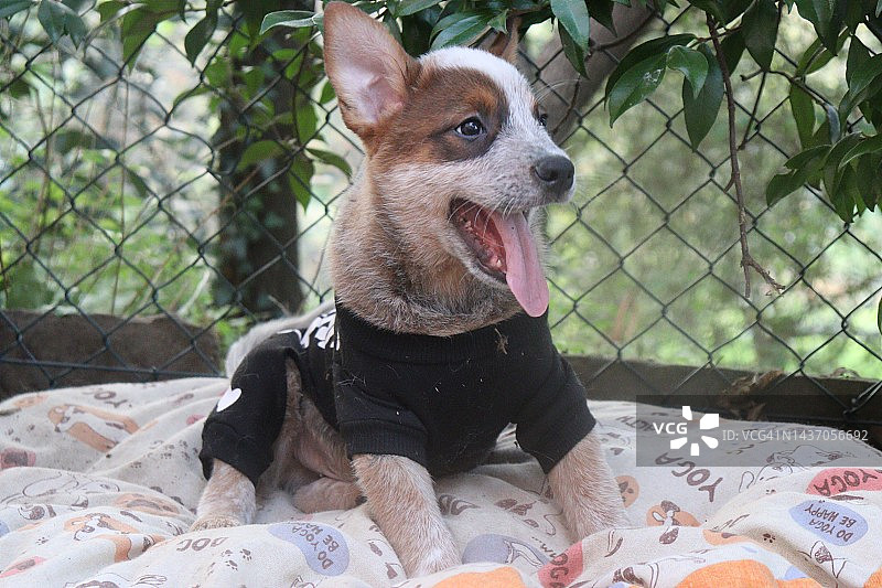 万圣节装扮成骷髅的小狗图片素材