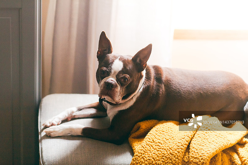 依偎在窗台上的波士顿梗犬图片素材