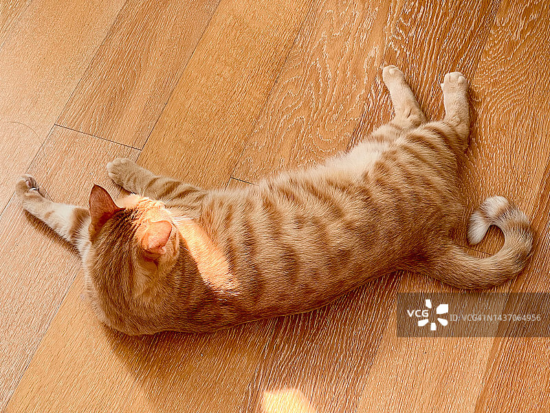 虎斑猫图片素材