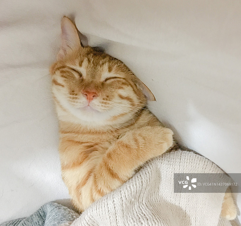 虎斑猫图片素材