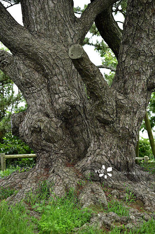 全罗南道珍岛郡榧子树天然纪念物图片素材