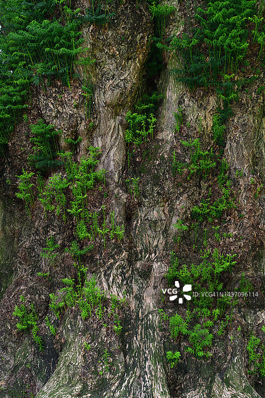 全罗南道珍岛郡榧子树天然纪念物图片素材
