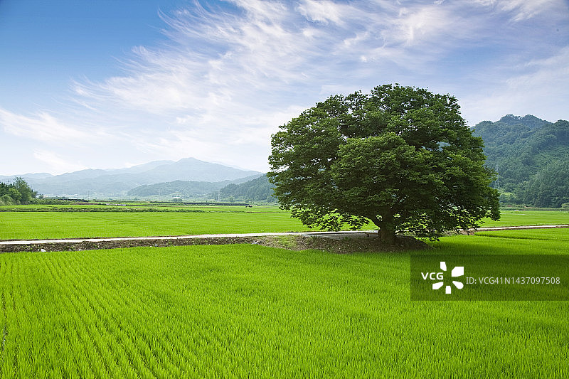 忠清北道报恩郡的榉树图片素材