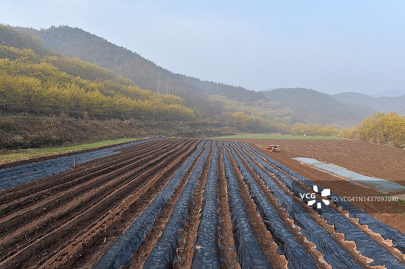 庆尚北道义城郡的山茱萸果实图片素材