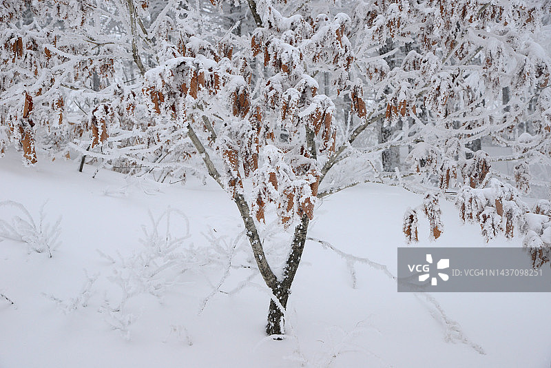 江原道旌善郡的冬季图片素材