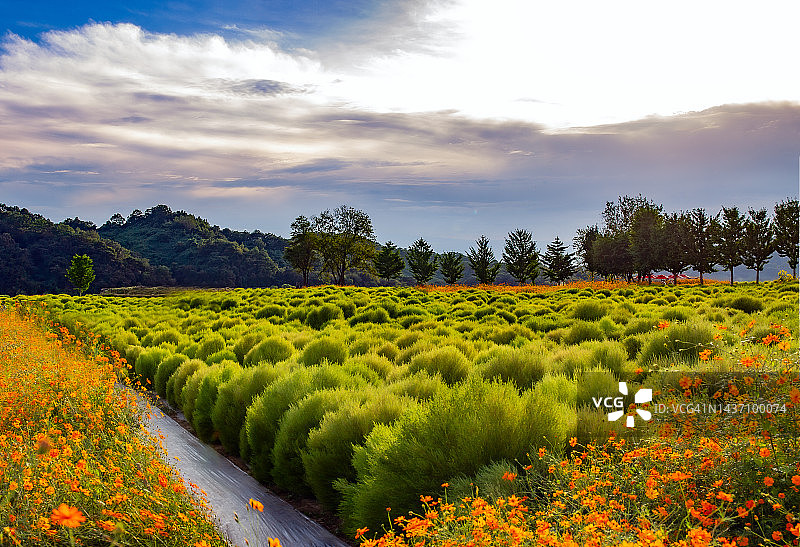 临津阁韩滩湿地公园，湿地，秋季，初秋图片素材