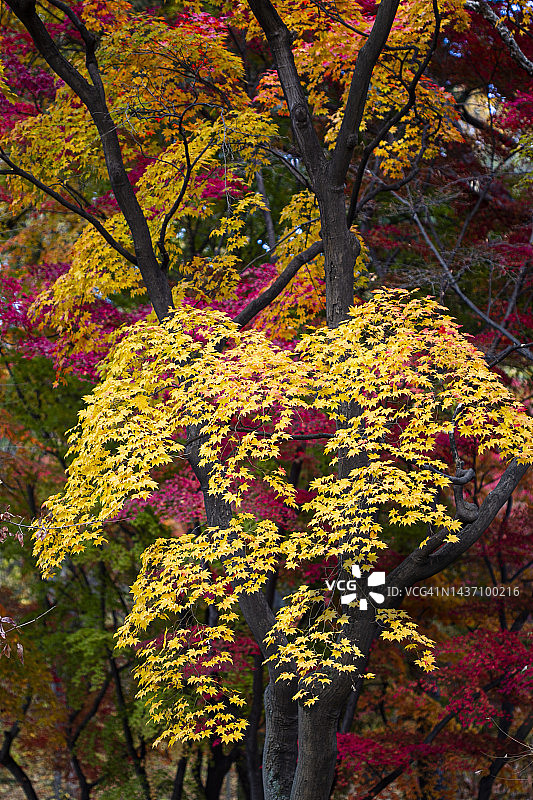 昌庆宫，秋季，晚秋，树叶图片素材