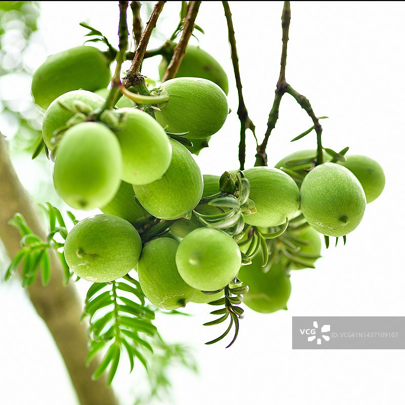 全罗南道珍岛郡杻浦面香榧子图片素材