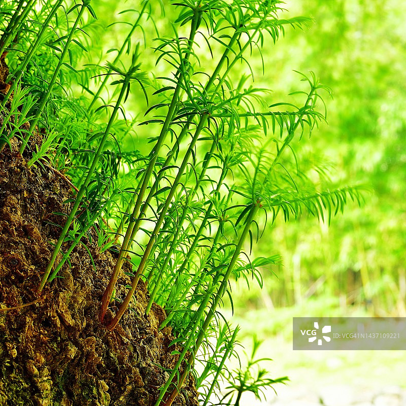全罗南道珍岛郡杻浦面香榧子图片素材