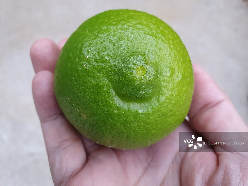 柑橘×阔叶，又名塔希提酸橙图片素材