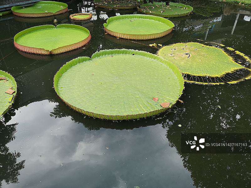 池塘里的大绿叶维多利亚睡莲图片素材
