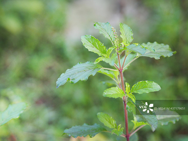 红泰国圣罗勒，九层塔在花园中盛开图片素材