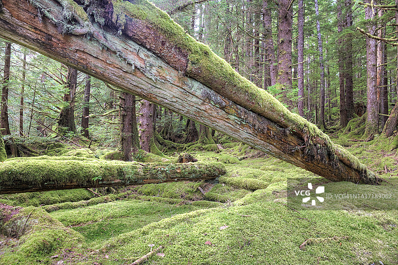 热带雨林中 decay 的房屋废墟图片素材