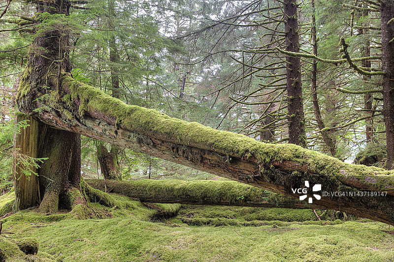 雨林中腐烂的古代部落房屋遗址图片素材