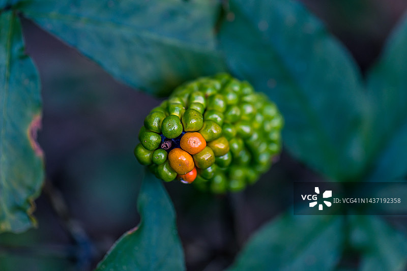 锯齿叶天南星的果实图片素材