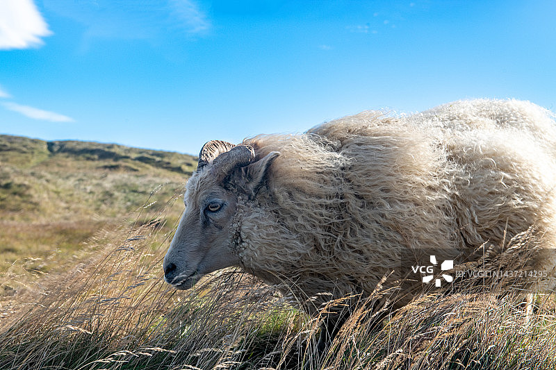 冰岛绵羊 grazing图片素材