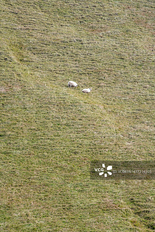 在山坡上吃草的冰岛羊图片素材