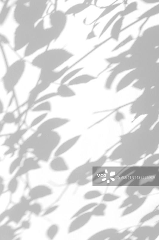 白色墙壁上树枝和树叶的影子图片素材