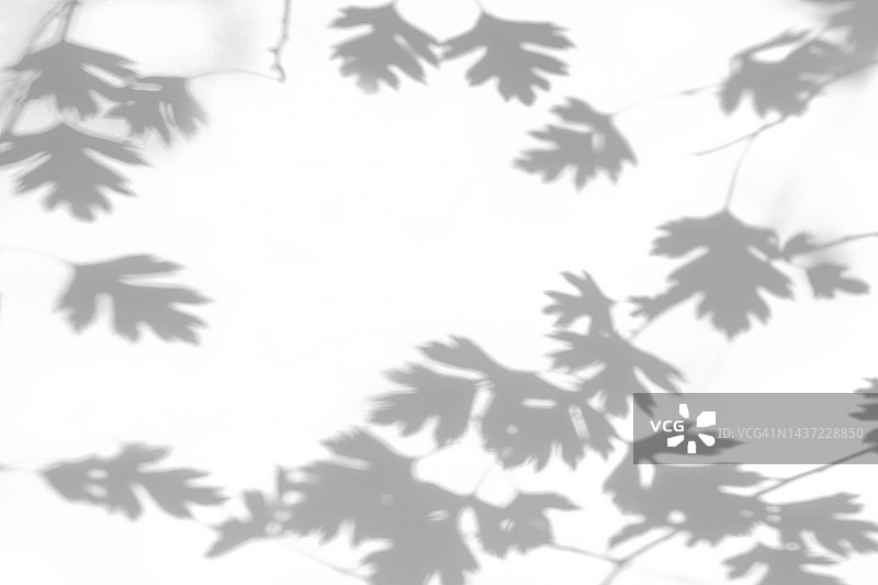 山楂树枝叶在白色墙壁上的阴影图片素材