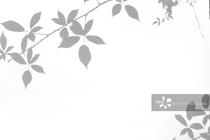 白色墙壁上的野生葡萄藤叶阴影图片素材