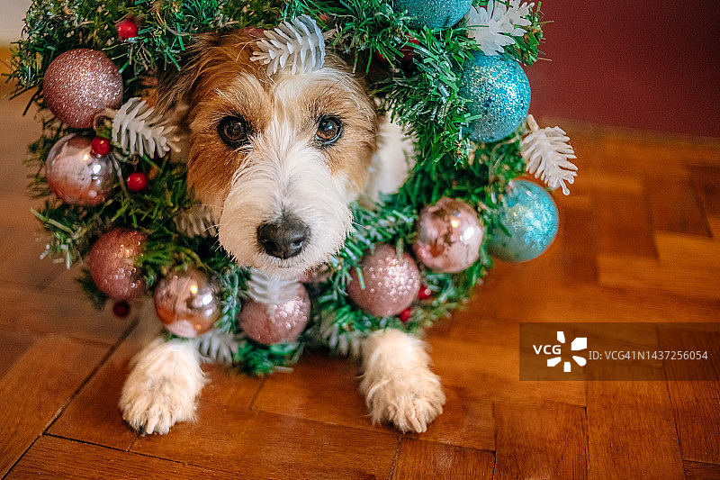狗狗戴着圣诞花环和圣诞球图片素材