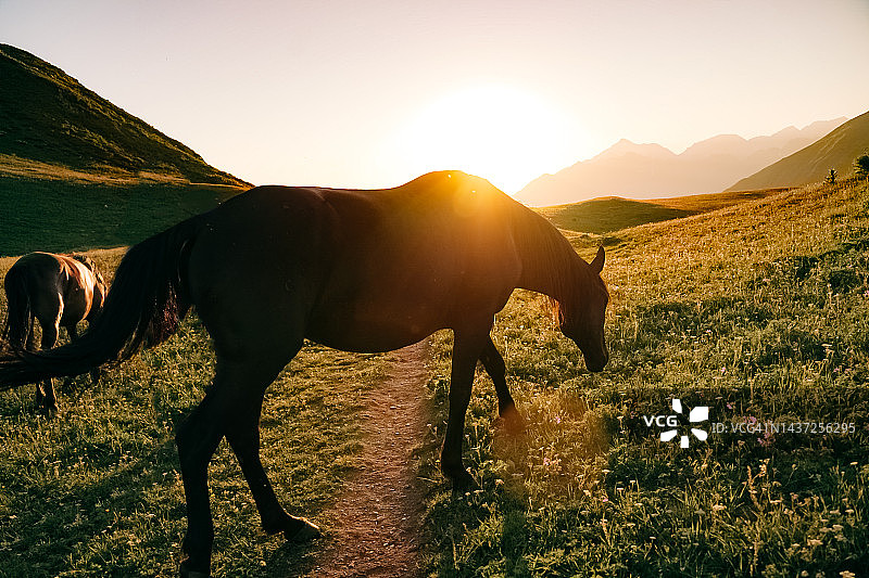 日落时分山地草甸上的马图片素材