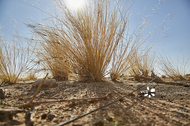纳米比亚西南部纳米布沙漠的沙漠植物图片素材