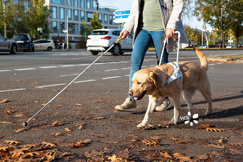 导盲犬引导女人安全穿过繁忙的街道图片素材