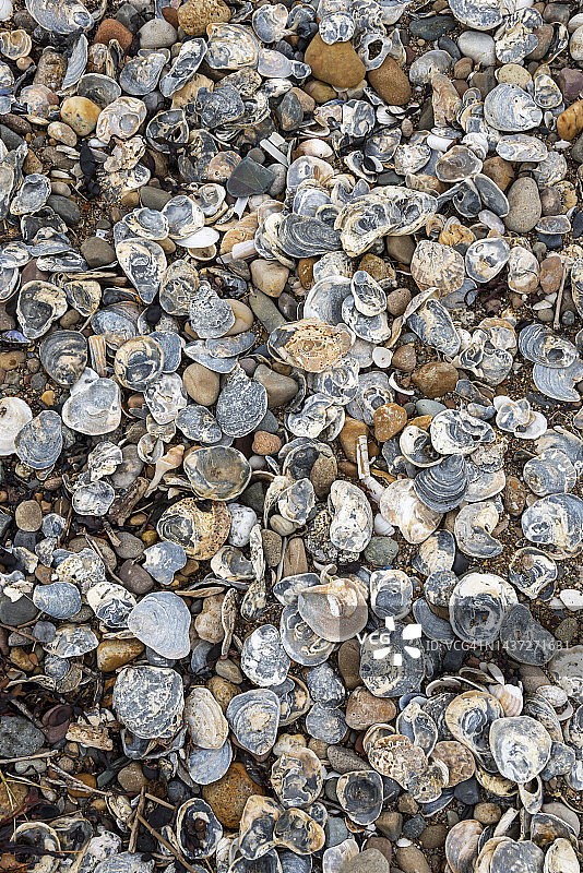 北威尔士海滩上的大量牡蛎壳图片素材