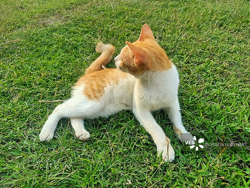 猫咪躺在院子里的草地上图片素材