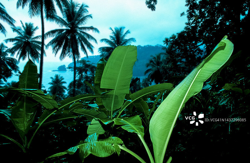 热带雨林中的香蕉树图片素材